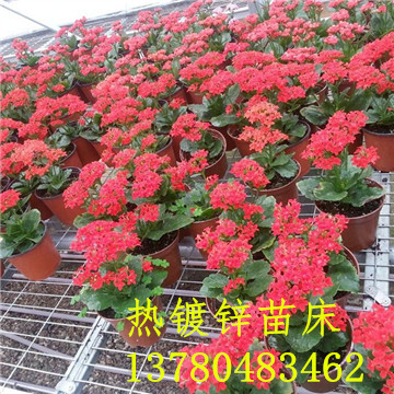 <a href='/' target='_blank'><a href='http://www.services-voyage.com/miaochuangsheshi/203.html'target='_blank'>花架網(wǎng)</a></a>