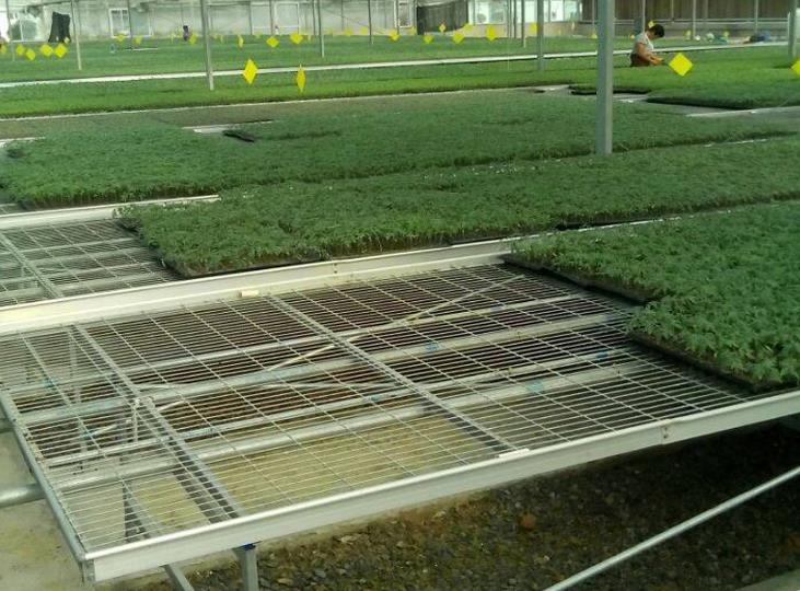 1564975161522814.jpg <a href='http://www.services-voyage.com/miaochuangsheshi/199.html'target='_blank'><a href='http://www.services-voyage.com/miaochuangsheshi/199.html'target='_blank'><a href='http://www.services-voyage.com/miaochuangsheshi/199.html'target='_blank'>育苗床</a></a></a>.jpg