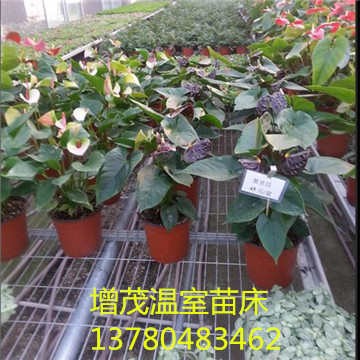 <a href='/' target='_blank'><a href='/' target='_blank'>溫室苗床</a>網(wǎng)</a>廠家