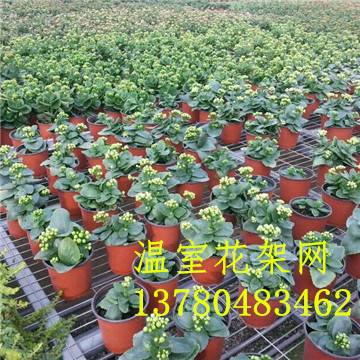 移動(dòng)<a href='/' target='_blank'>苗圃網(wǎng)</a> 移動(dòng)<a href='/' target='_blank'>苗圃網(wǎng)</a>